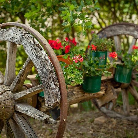 Villa Titti B&B Orciano di Pesaro Екстер'єр фото